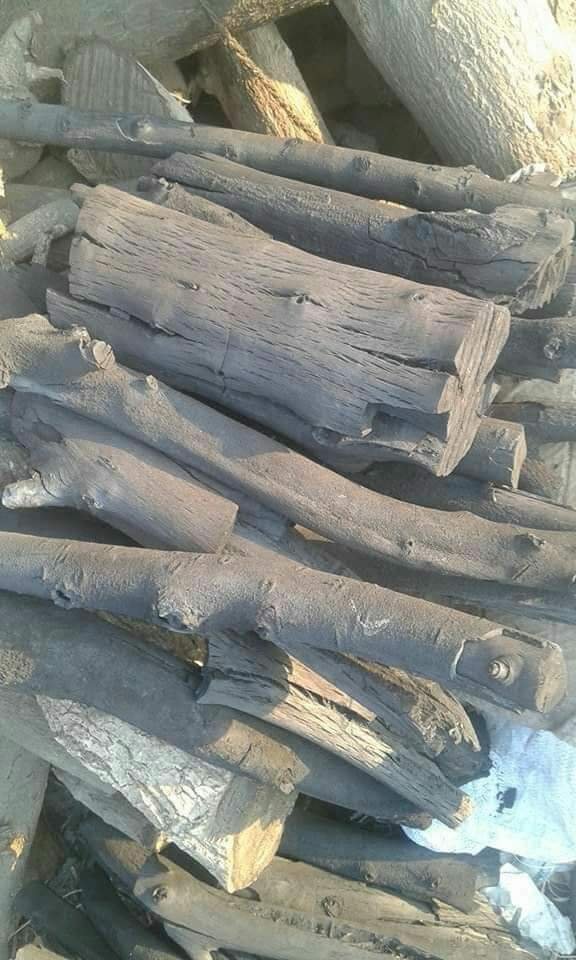 فحم الجزورين